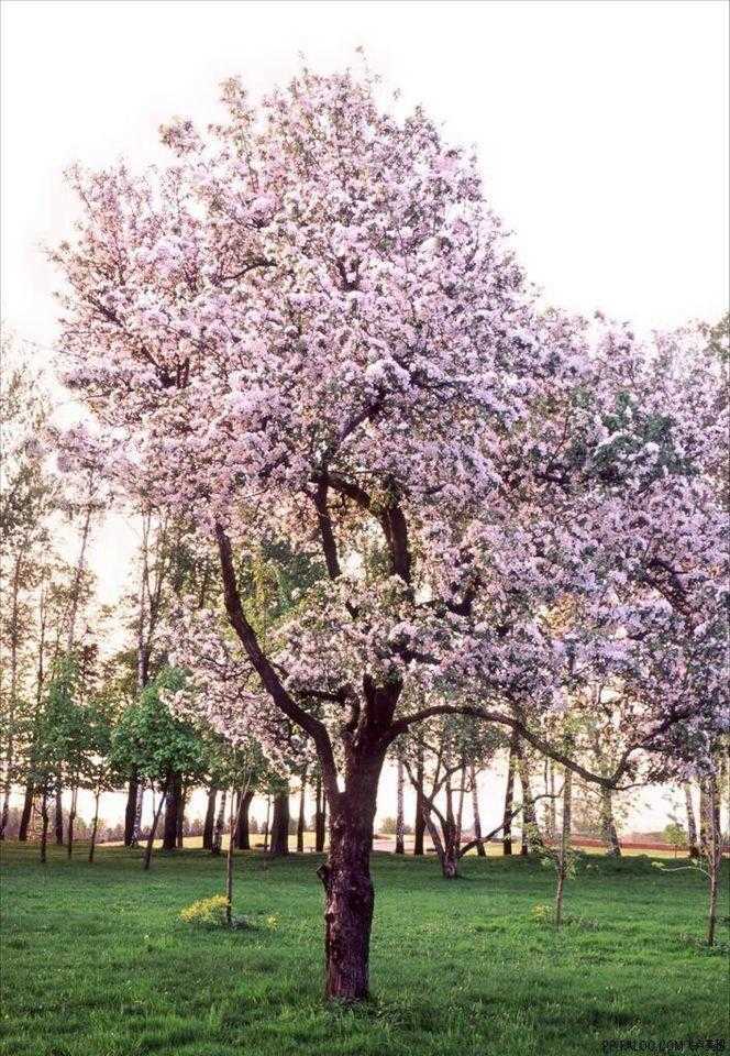 世界各地的樱花开了，你看过了吗