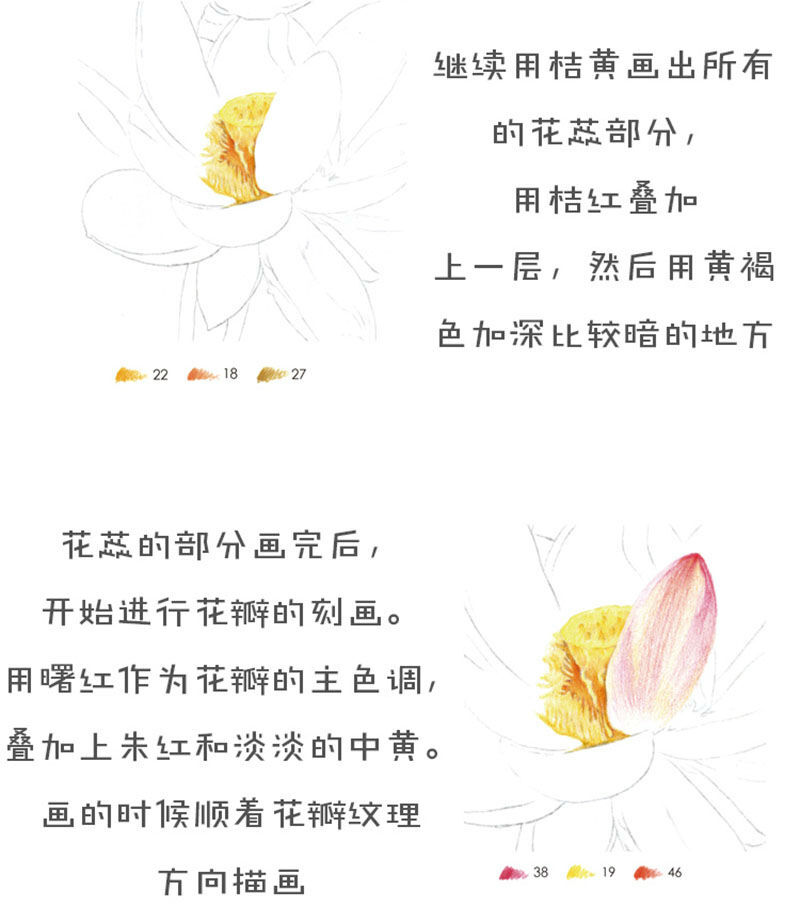 飞乐鸟彩铅教程荷花4