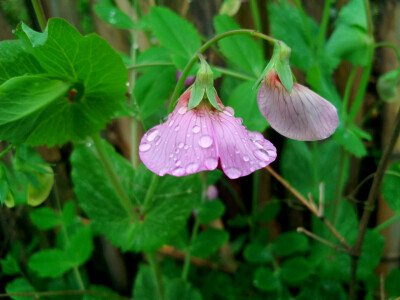 豌豆花