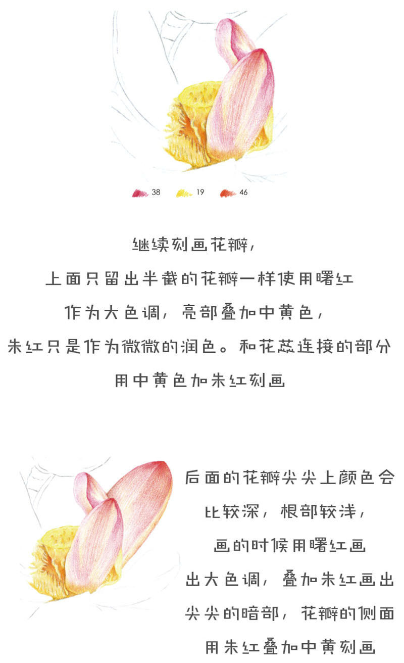 飞乐鸟彩铅教程荷花5