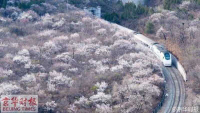 动车穿越居庸关花海。居庸关隧道则是京张铁路上一条铁路隧道，是詹天佑主持修建的京张铁路4座隧道之一。网友戏称“樱木花道”。