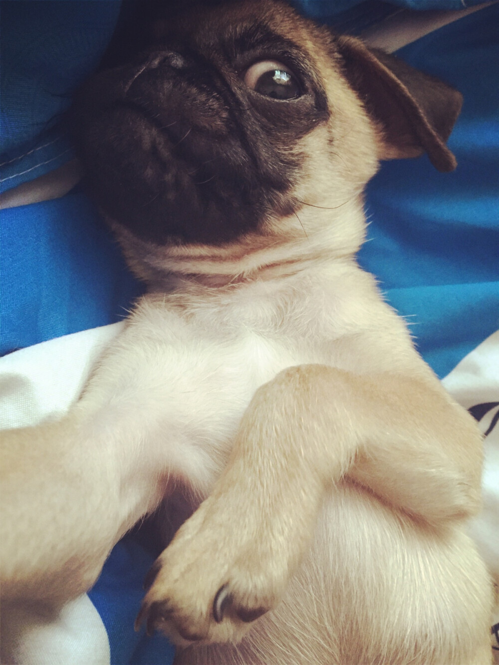 #巴哥 #pug 开启自拍模式