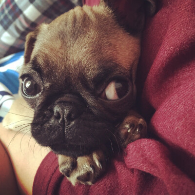 #巴哥 #pug 撒娇的小孩