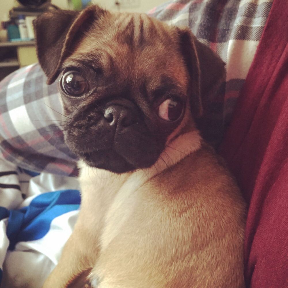 #巴哥 #pug 不是狗辣！是一只猪！