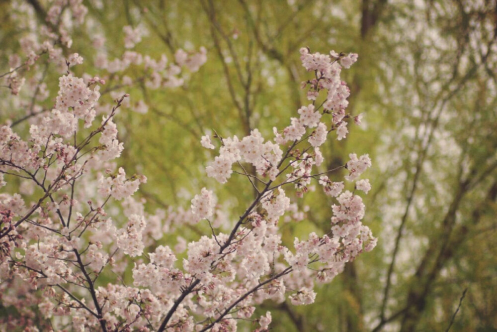 三三两两 影影绰绰 樱花树下 岁月静好