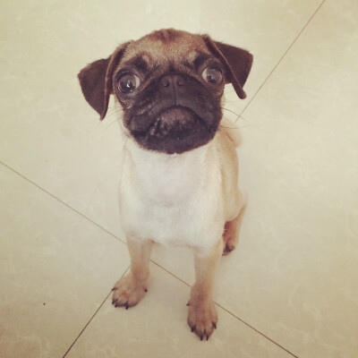 #巴哥 #pug 你想干嘛