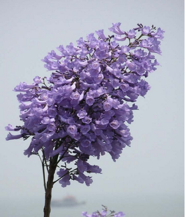 蓝花楹Jacaranda mimosifolia D. Don.紫葳科落叶乔木，高达15米。原产南美洲巴西。花期5-6月。每年夏、秋两季各开一次花，盛花期满树紫蓝色花朵，十分雅丽清秀；特别是在热带，开蓝花的乔木种类较罕见，所以蓝花楹实为一种难得的珍奇木本花卉。蓝花楹可用于造纸。木粉初始白度较低，木素含量较高，溶剂抽出物含量与杨木等阔叶木相当。花语：宁静、深远、忧郁，在绝望中等待爱情...