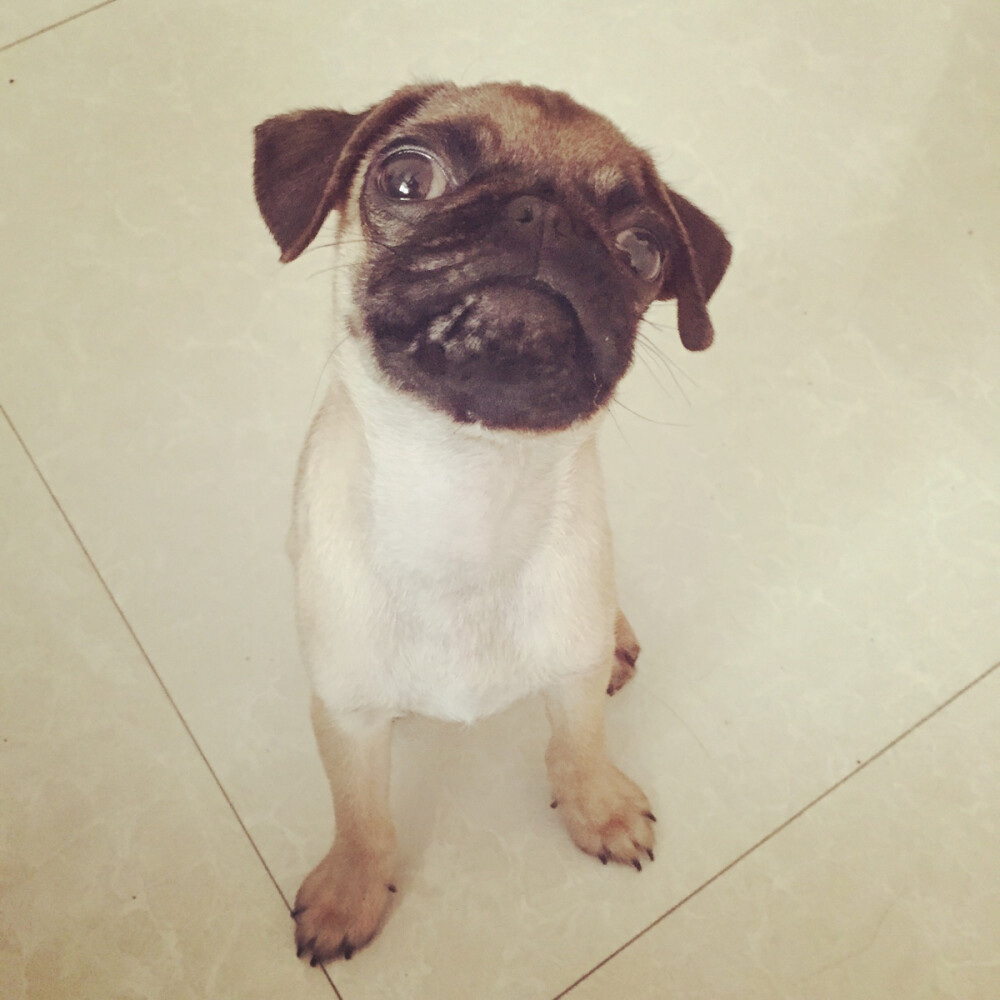 #巴哥 #pug 想打架吗