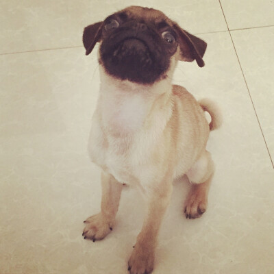 #巴哥 #pug 来啊！