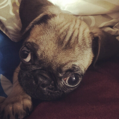 #巴哥 #pug 晚安辣