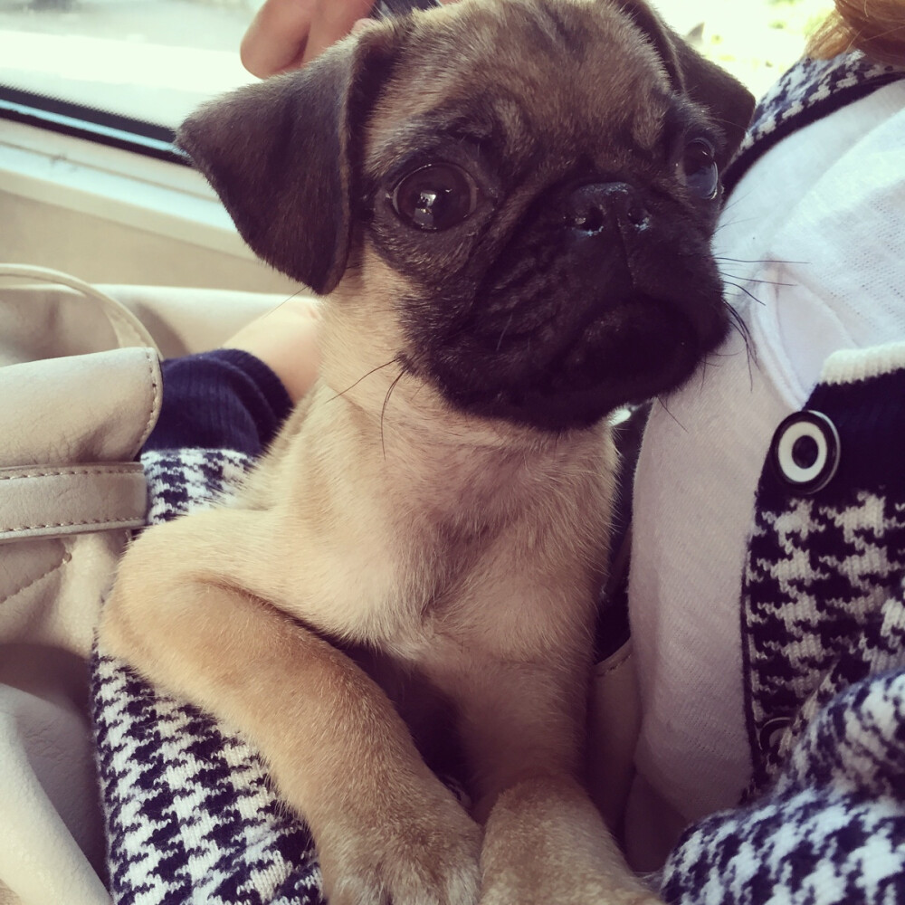 #巴哥 #pug 你好呀