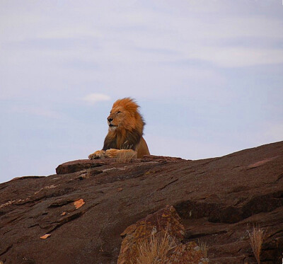 肯尼亚马赛马拉国家野生动物保护区的狮子，王者气质。