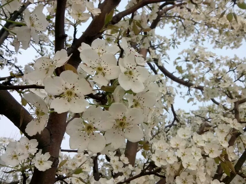 忽如一夜春风来，千树万树梨花开