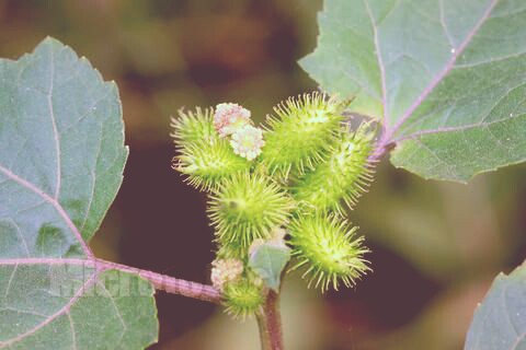 苍耳 别称：卷耳、葹、苓耳、胡葈、地葵、枲耳、葈耳、白胡荽、常枲、爵耳