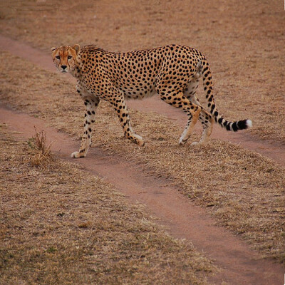 肯尼亚马赛马拉国家野生动物保护区的豹子。