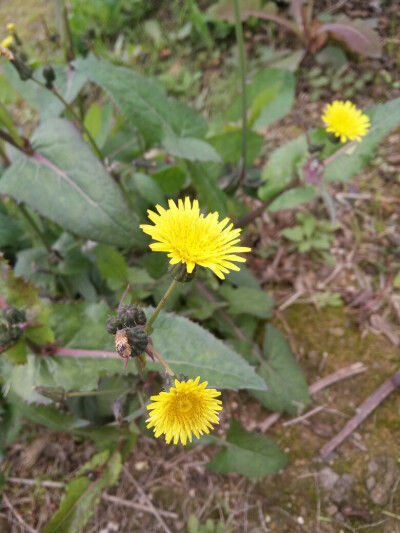 小黄花