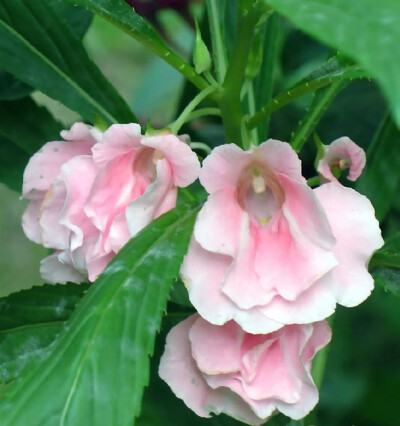 凤仙花Impatiens balsamina L.别名：指甲花，急性子，凤仙透骨草。因其花头、翅、尾、足俱翘然如凤状，故又名金凤花。花颜色多样，有粉红，大红，紫色，粉紫等多种颜色，花瓣或者叶子捣碎，用树叶包在指甲上，能染上…