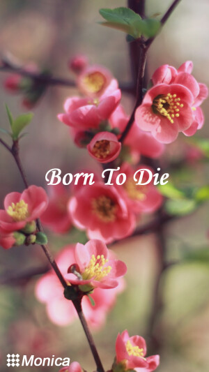 iphone 壁纸 桌面 小清新 文艺 梅花（所有壁纸均为Monica原创摄影作品制作，禁止用于商业用途，禁止二次修改，禁止涂抹签名LOGO。如需转载，请务必注明作者【花花大官人Monica】，否则将发起维权。谢谢朋友们的支持）