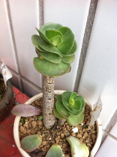 。多肉植物。15.4.7 金钱木 长小侧芽了