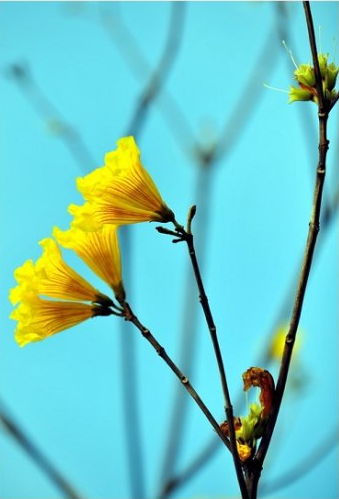 黄花风铃木Tabebuia chrysantha.是一种会随着四季变化而更换风貌的树。春天枝条叶疏，清明节前后会开漂亮的黄花；夏天长叶结果荚；秋天枝叶繁盛，一片绿油油的景象；冬天枯枝落叶，呈现出凄凉之美，这就是黄花风铃木在春、夏、秋、冬所展现出不同的独特风味。巴西国花，原产墨西哥、中美洲、南美洲。花语：感谢...