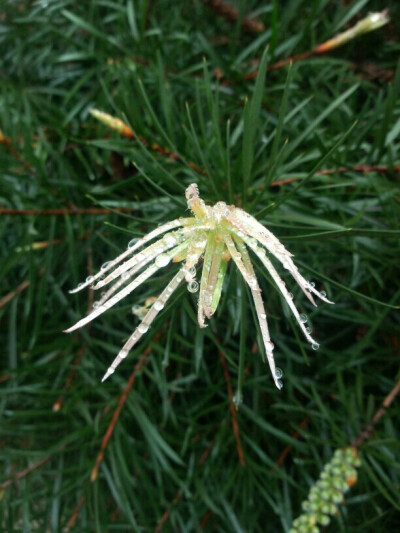 清明时节雨纷纷