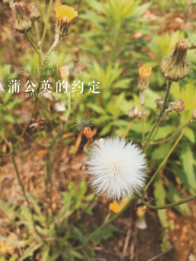 蒲公英的约定