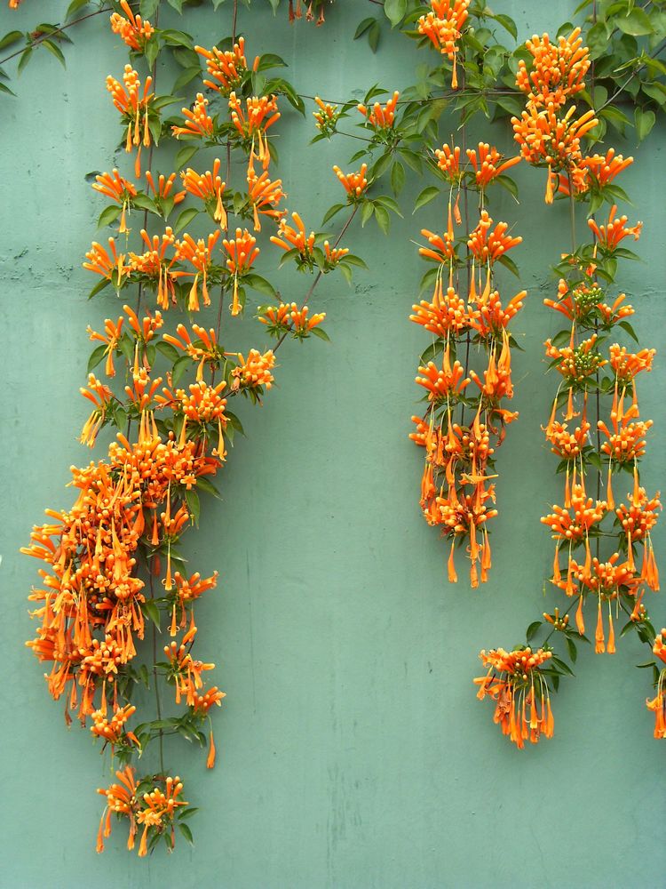 炮仗花Pyrostegia venusta (Ker-Gawl.) Miers.别称鞭炮花，黄鳝藤。花期长，原产南美洲巴西。药用功能：润肺止咳；清热利咽。主肺痨；新久咽喉肿痛。植于庭园建筑物的四周，攀援于凉棚上，初夏红橙色的花朵累累成串，状如鞭炮，故有炮仗花之称。花语:热闹喜庆...