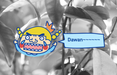 dawan