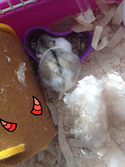 小吃货，每次都只留给我一个背影