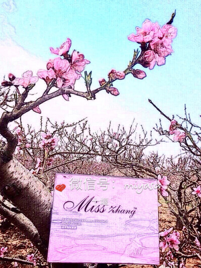 这是张馨予自己创造的miss zhang 银耳精纯面膜，包装也是她自己设计的。简直太美了～