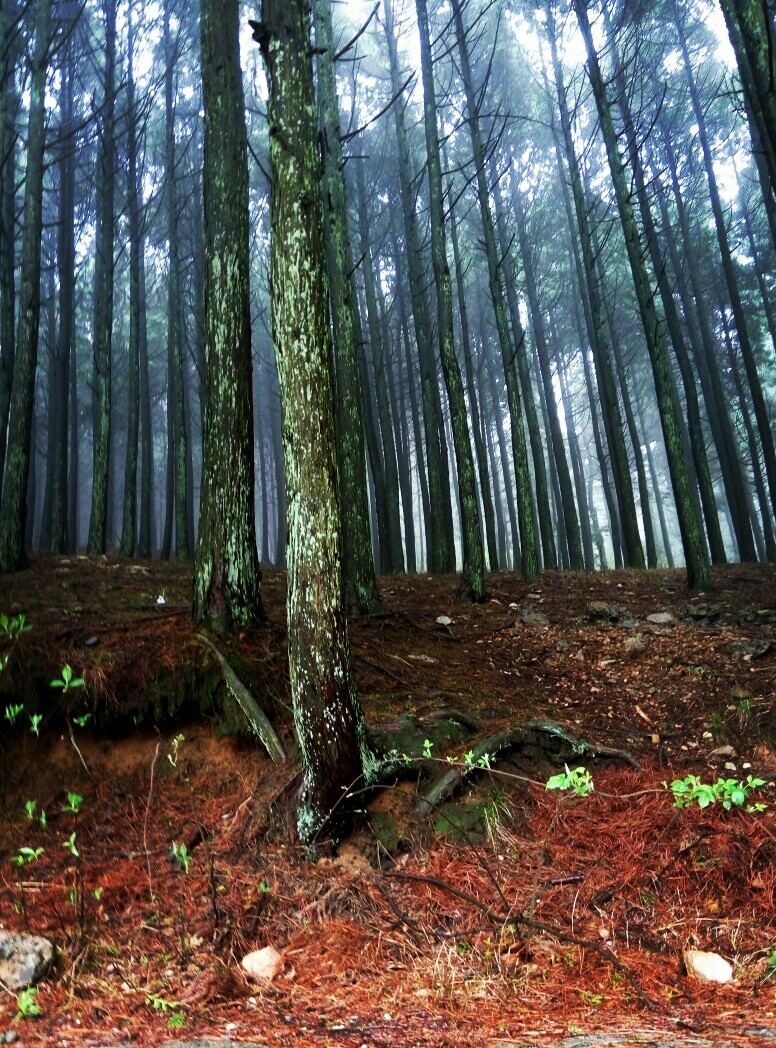 有些阴森森的，实际就是庐山一景