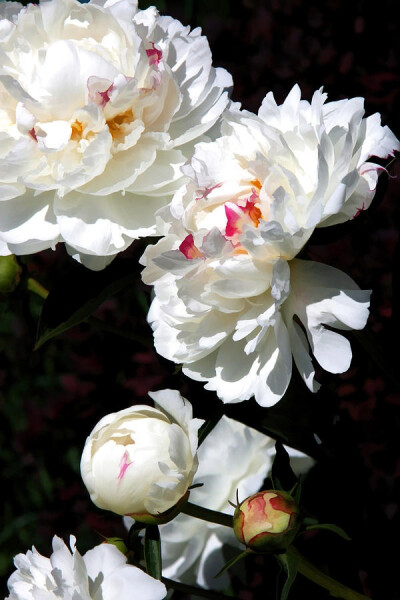 White Peonies