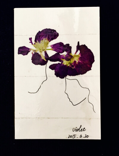 白先生送的第一束花，紫罗兰花语：永恒的美与爱