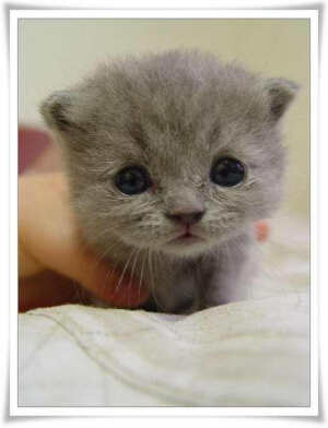 萌宠动物 喵星人 猫 特写 壁纸 可爱喵 小灰球