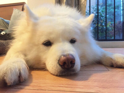 【大菇凉】【世界的软肋】萌宠 宠物 动物 猫 萨摩耶 妞妞 萌 可爱 呆软 端午 端妃 端胖 马建国一米五@回忆专用小马甲