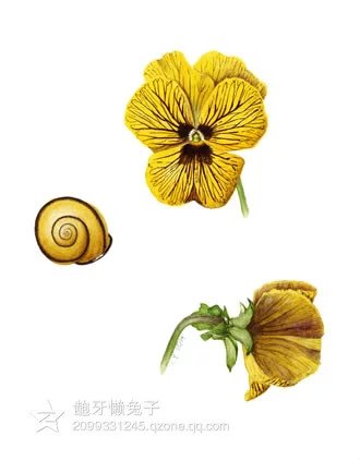 高清大图，超轻、粘土、软陶花朵必备素材