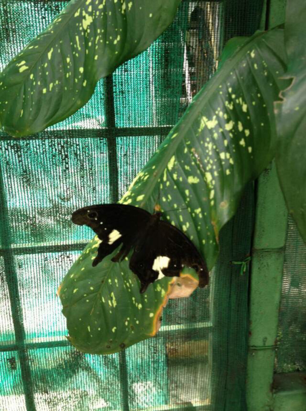 Butterfly Garden, Kuala Lumpur