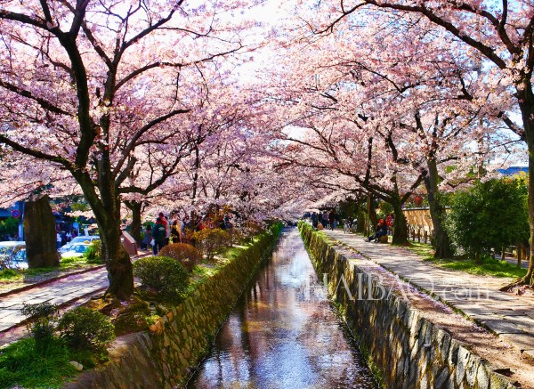 日本京都哲学之道(Philosopher's Walk) 哲学之道京都左京区一条约2公里长的溪边小道，沿途种植樱花树，是京都的赏樱名所。这路的名称来源于京都大学哲学教授西田几多郎以前经常在此散步冥想。哲学之道沿途经过好几座寺庙和神社，例如银阁寺、慈照寺、法然院、永観堂禅林寺、南禅寺、熊野若王子神社。