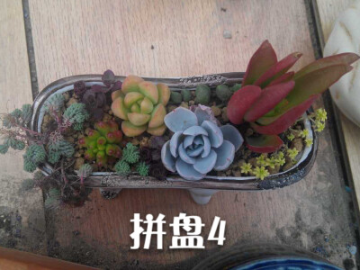 多肉植物拼盘