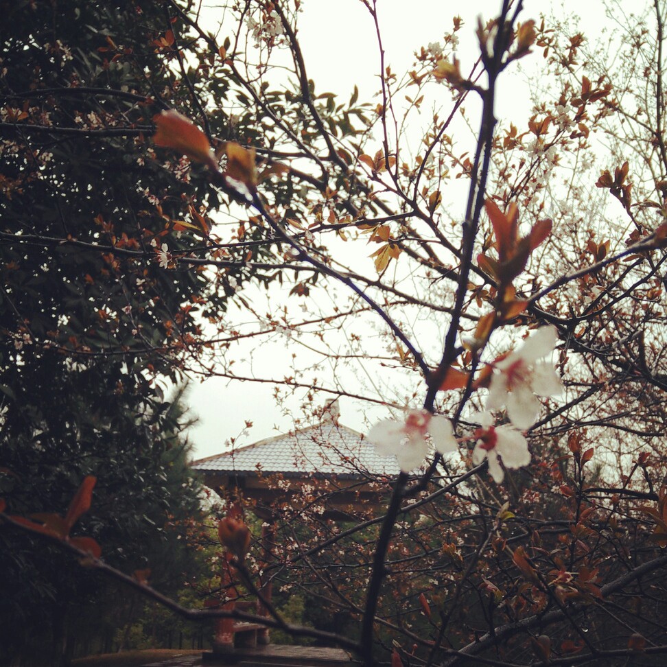 昌大。微雨