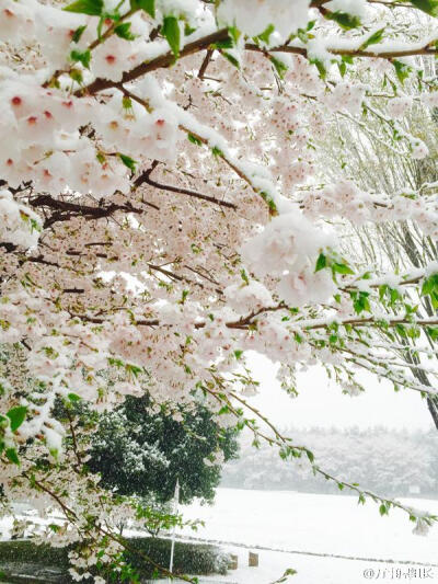 樱吹雪