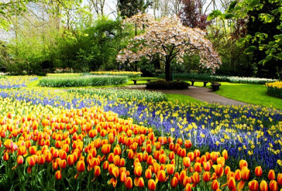 荷兰阿姆斯特丹库肯霍夫公园 (Keukenhof)