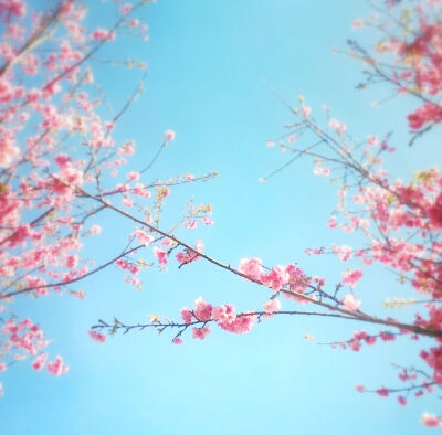 大理学院的樱花