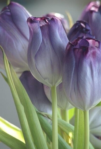 Purple tulips. elegant love