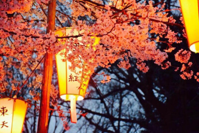 上野 夜樱