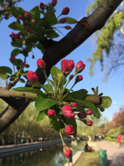 海棠花溪