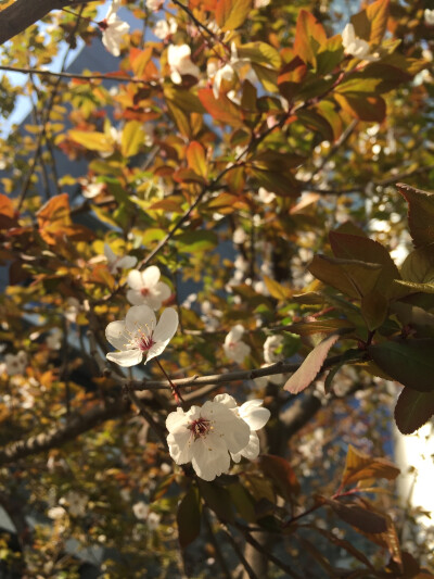 摇曳樱花