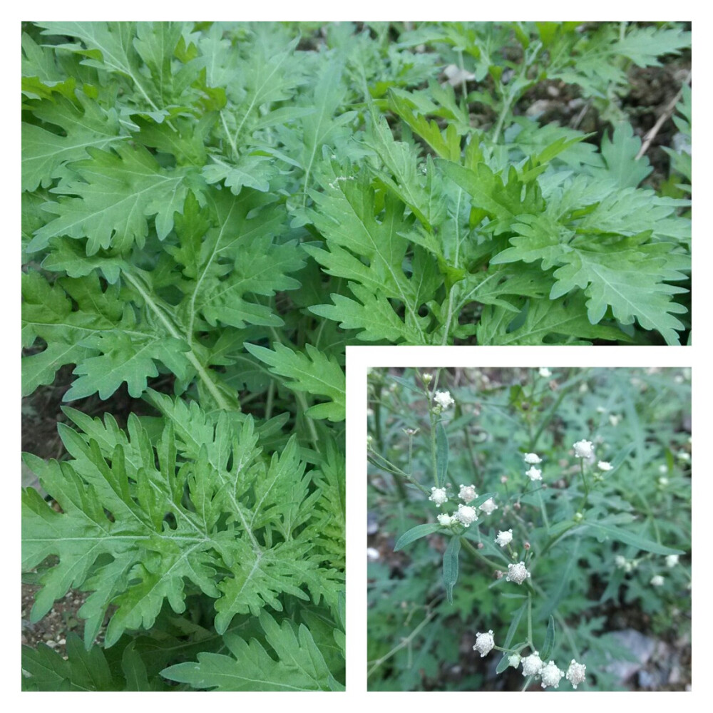 银胶菊，这货有毒，妈蛋一开始还以为跟艾草是有点关系