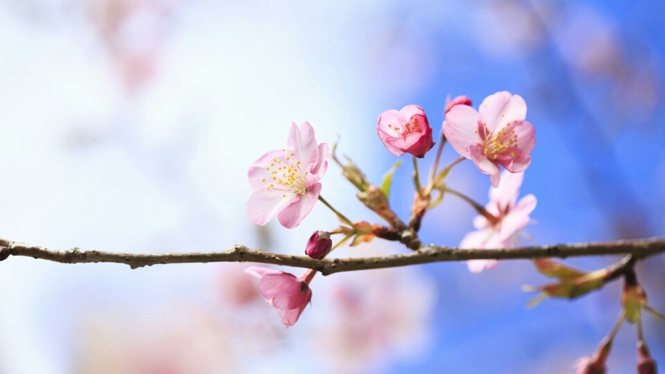 繁花似锦