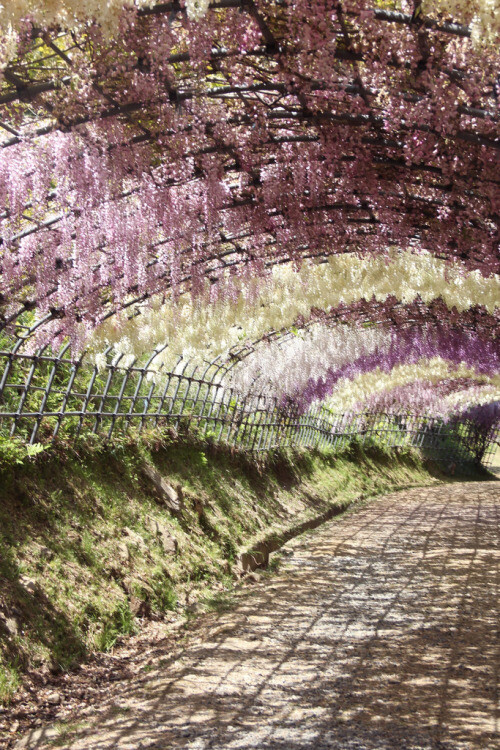 Kawachi gardens, Kitakyushu, Japan。日本北九州河内富士藤园紫藤花隧道。河内藤园于1977年4月开园，最引人关注的是面积达1000坪的大藤架，还有令人流连忘返的紫藤圆屋顶及紫藤隧道。每年的4月下旬至5月中旬，各种紫藤花顺次绽放，将游客带进一个童话般极致浪漫的世界。除了常见的紫色外，还有白色、紫红、粉红、黄等颜色的紫藤，让整个隧道显示缤纷绚烂。因为是日本屈指可数的的私人紫藤花园，为了保护藤木，藤园的主人进行严格管理，因此并不是特别热衷于宣传，吸引旅客。